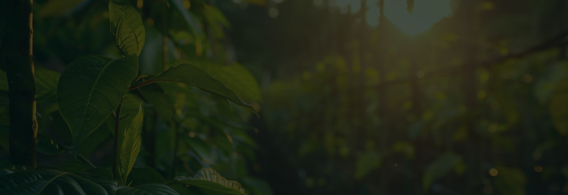 KratomHive hero background