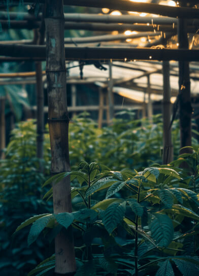 Kratom Farm